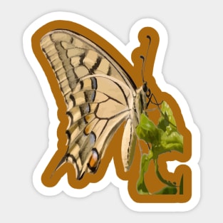 Swallowtail Butterfly Vector Isolated Sticker